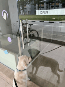 Aylabella Dog Boarding and Daycare