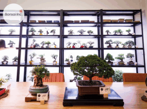 Bonsai Inc