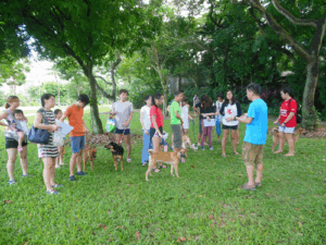 Dog Obedience Training Using Pain free Methods