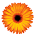 Far East Flora