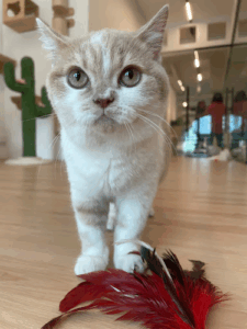 Fluffydolls Cattery