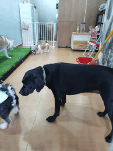 Fyfy’s Love Pet Services