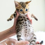 Genetique Cats