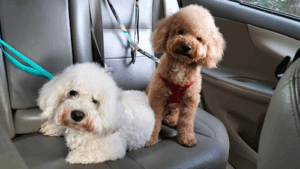 Gentle Pet Concierge
