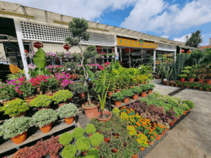 Lai Seng Nursery