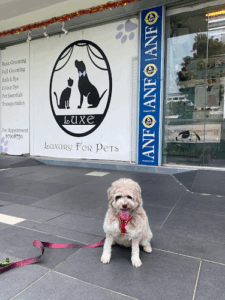 Luxe Pets