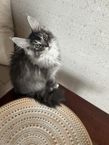 Maine Coon Cattery Singapore