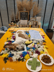 Mobile Pet Cremation Services