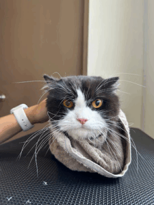 Neko Neko