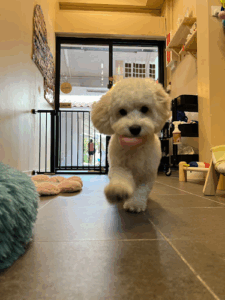 Pom Pom Pet