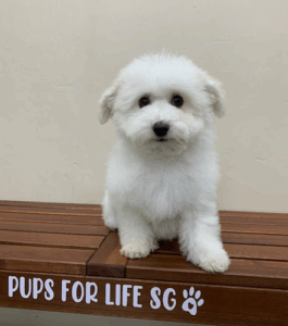 Pups for Life