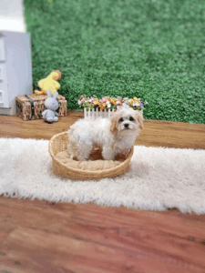 The Lovely Pets Puppies Singapore
