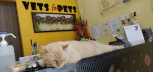 Vets for Pets