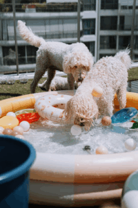 Woofworks